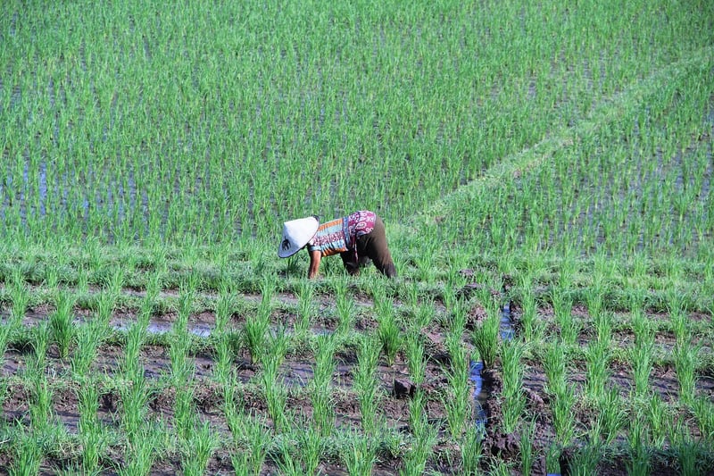Bali Rice Terraces